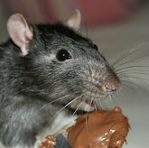 Rat eating 